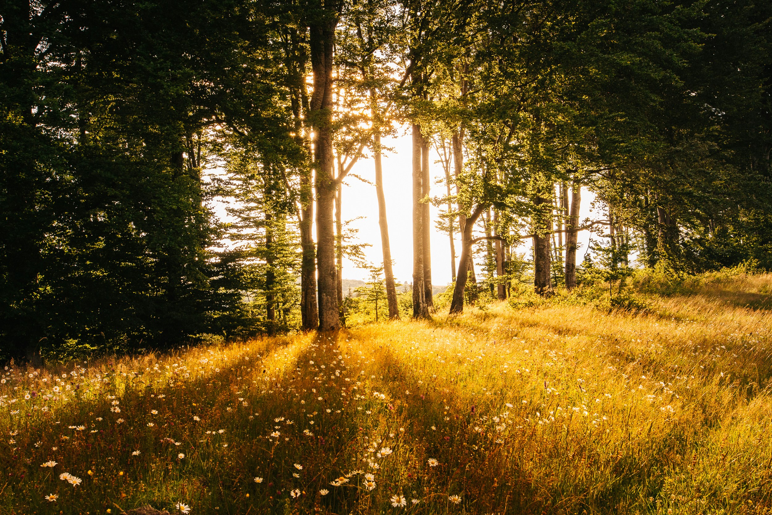 Immagine in evidenza del progetto "L’oro verde: il patrimonio boschivo e le terapie forestali come adeterminanti di salute globale e planetaria" a cura della dott.ssa Serena Campa dell'Accademia Italiana di Biofilia